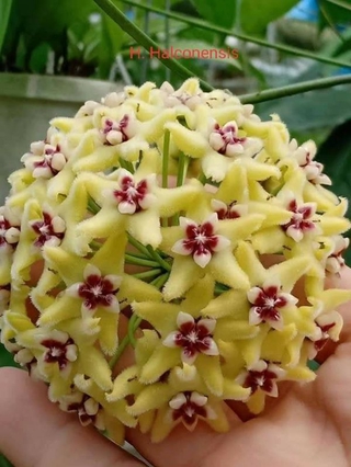 Cây giống dây leo cẩm cù vàng thơm