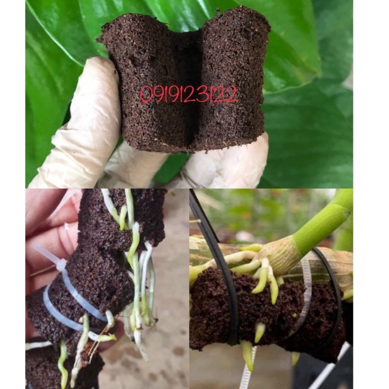 10 miếng mút ươm ki, mươm cây con nhập khẩu Hà Lan