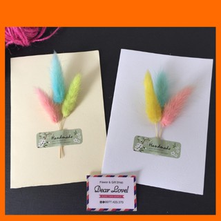 5 CÀNH ĐUÔI THỎ TO, CỨNG CÁP