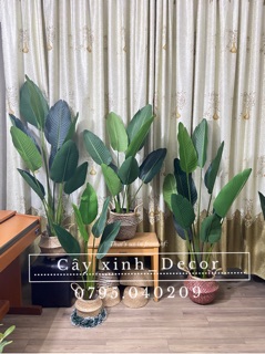 Chuối dẻ quạt 160cm vải ép cao cấp