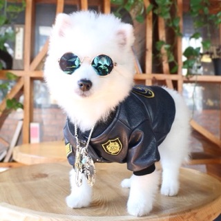 MẮT KIẾNG CÚN MÈO 🐶😻