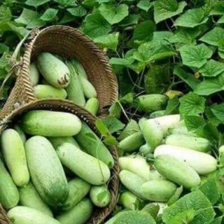 DƯA CHUỘT MÈO ( QUẢ TO ) 10 hạt
