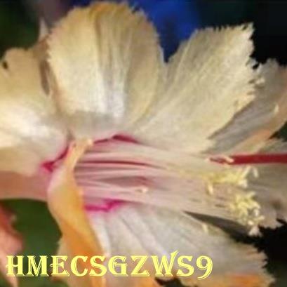 Hạt giống hoa lan càng cua hoa to đa màu sắc bốn mùa 30h
