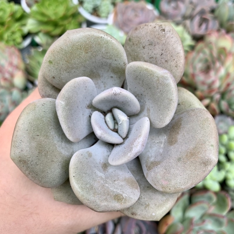 SEN ĐÁ SỎI DẸT FREESHIP  ĐÃ THUẦN XỨ NÓNG SIU CUTE CHUẨN SIZE BẦU