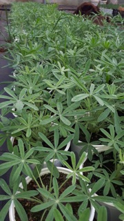 Đậu lupin 50k/350 hạt