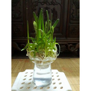 LY THỦY TINH CHƠI CÂY THỦY SINH