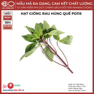 Hạt Giống Rau húng quế pd115 (10gr) - Kháng bệnh tốt mùi thơm dễ chịu