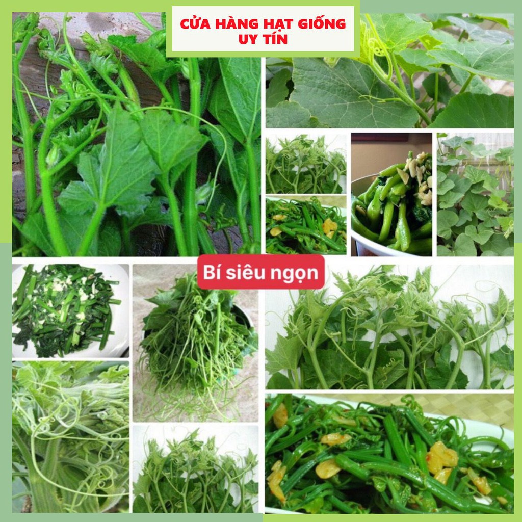 Hạt giống bí siêu ngọn F1 siêu dễ trồng thu hoạch cao [ gói 50gram,100gram,200gram]