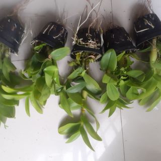 Hoa lan Denro nắng Sampranred