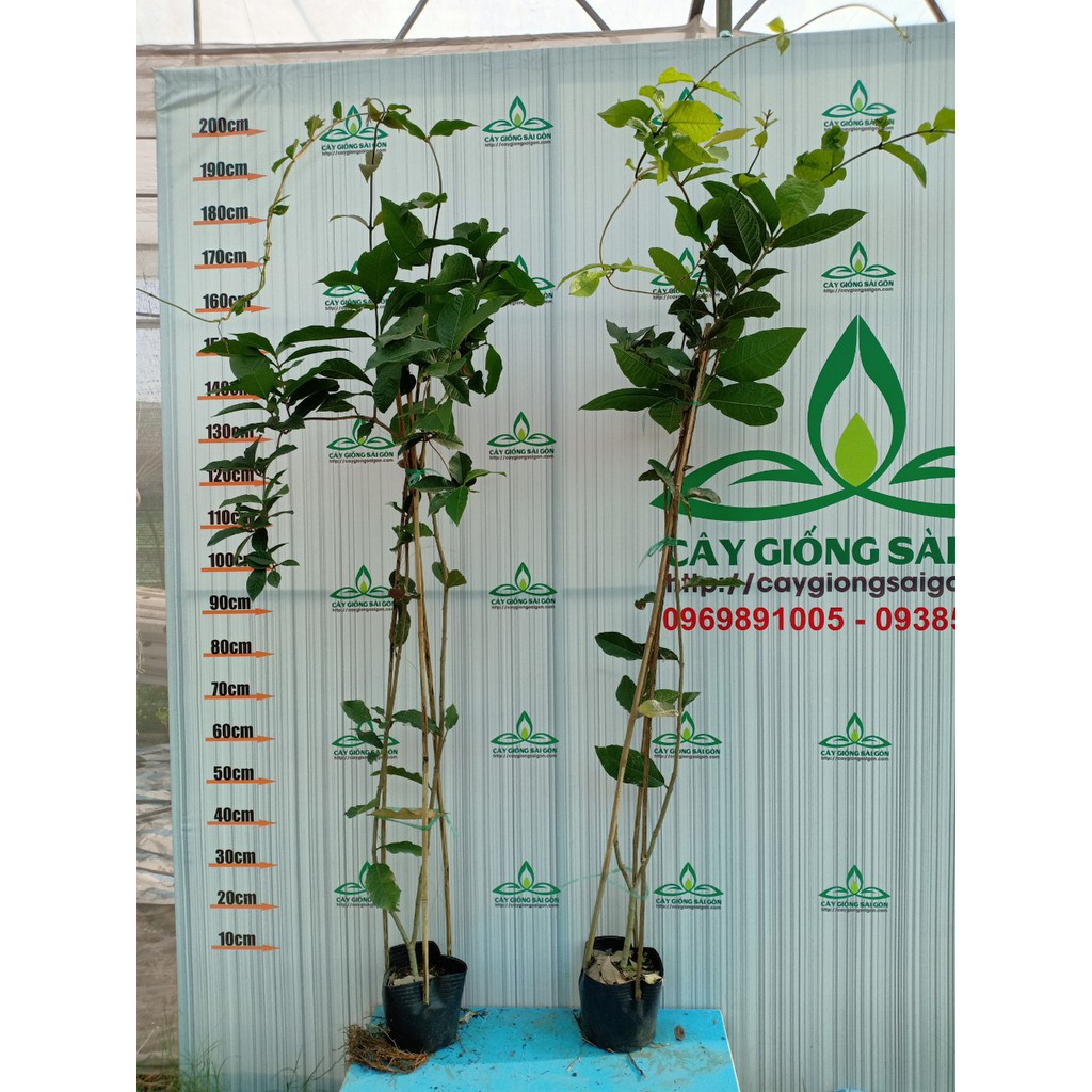 Cây hoa mai xanh thái , cây cao 1,5m chuỗi hoa dài, hoa đổi màu, hoa quanh năm