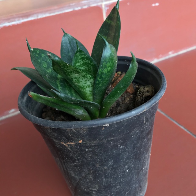 Cây giống lưỡi hổ