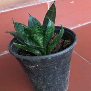 Cây giống lưỡi hổ
