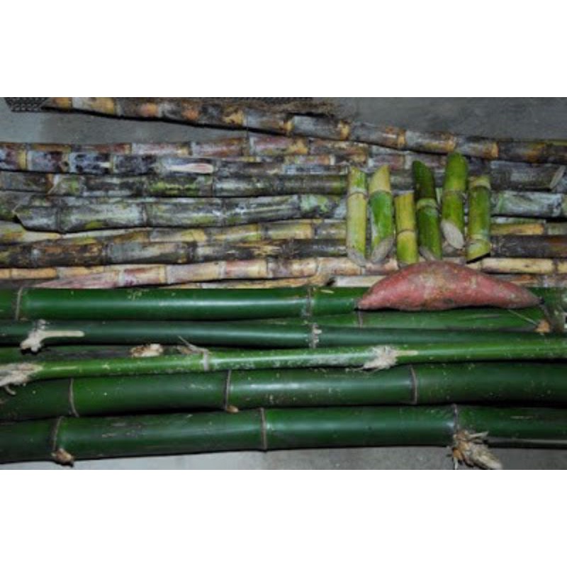 5 kg Cây tre tươi cho dúi