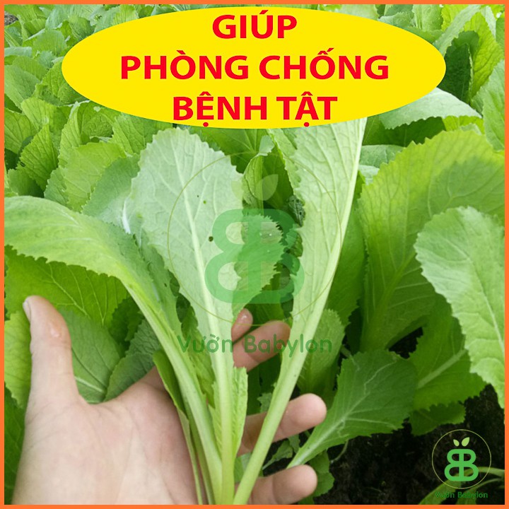 Hạt Giống Cải Bẹ Xanh Mỡ 20Gr