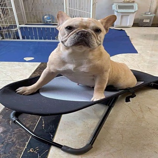 Ghế bập bênh cho chó mèo