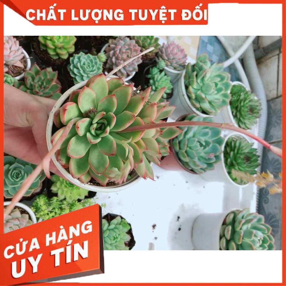 Sen đá viền lửa kèm chậu sứ trắng Nhiều Người Mua