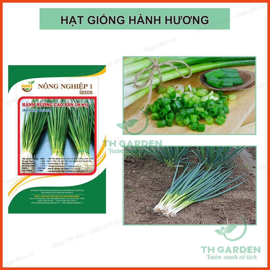 Hạt giống hành lá cao sản - Hành hương rất dễ trồng - Tỷ lệ nảy mầm cao