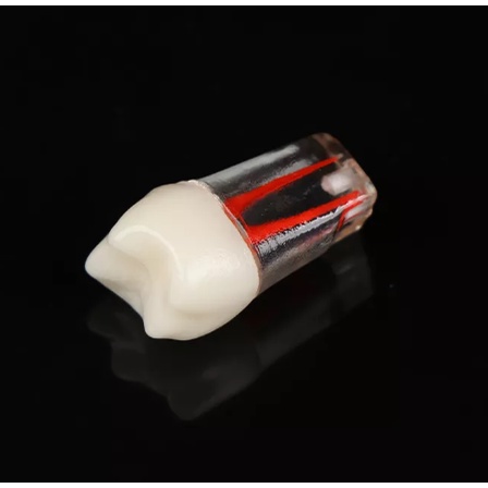 Răng Bằng Nhựa Mô Hình Tiền Lâm Sàng Thực Hành Nội Nha, Thực hàng mài cùi phục hình răng