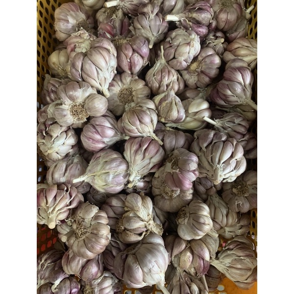 Tỏi tía Bắc 1kg loại 1, tỏi tía ta, Kinh Môn Hải Dương