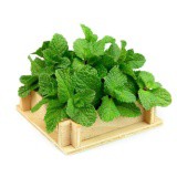 Hạt giống Húng bạc hà (húng lủi)