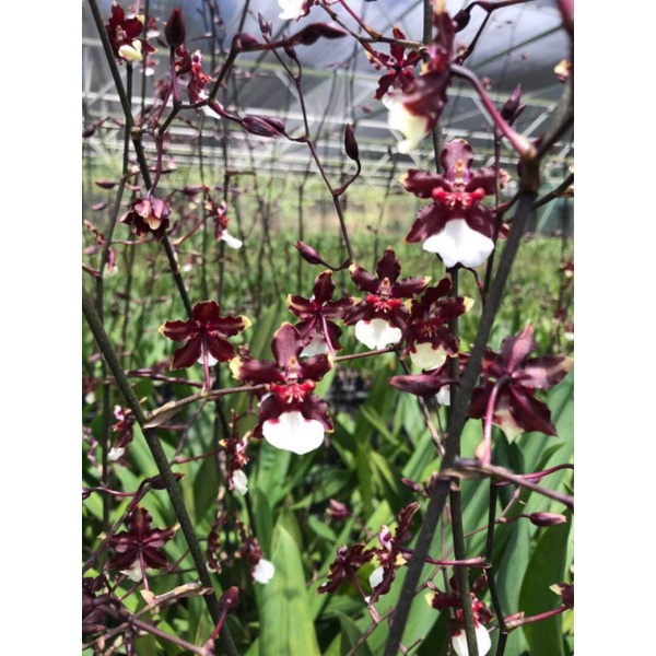 Phong lan vũ nữ hoa thơm trưởng thành các loại