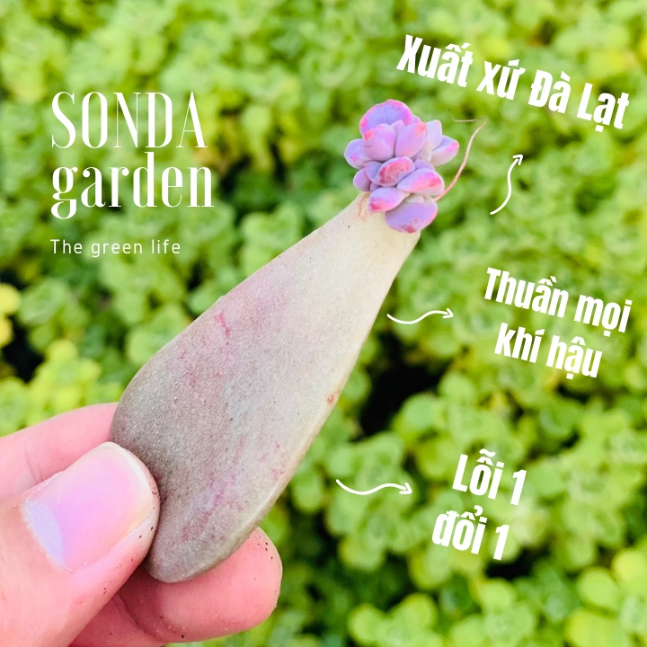 Mầm sen đá hồng mập SONDA GARDEN (5 mầm), xuất xứ Đà Lạt, khoẻ đẹp, lỗi 1 đổi 1