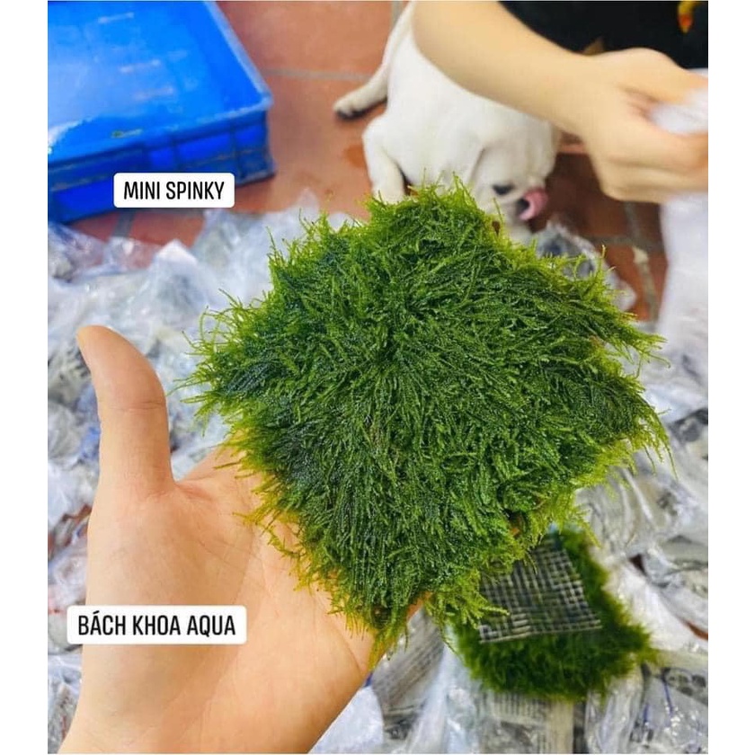 Rêu thủy sinh - Mini Spinky vỉ 10x10cm