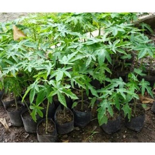 Cây đu đủ giống-quả cực ngọt-freeship từ 50k
