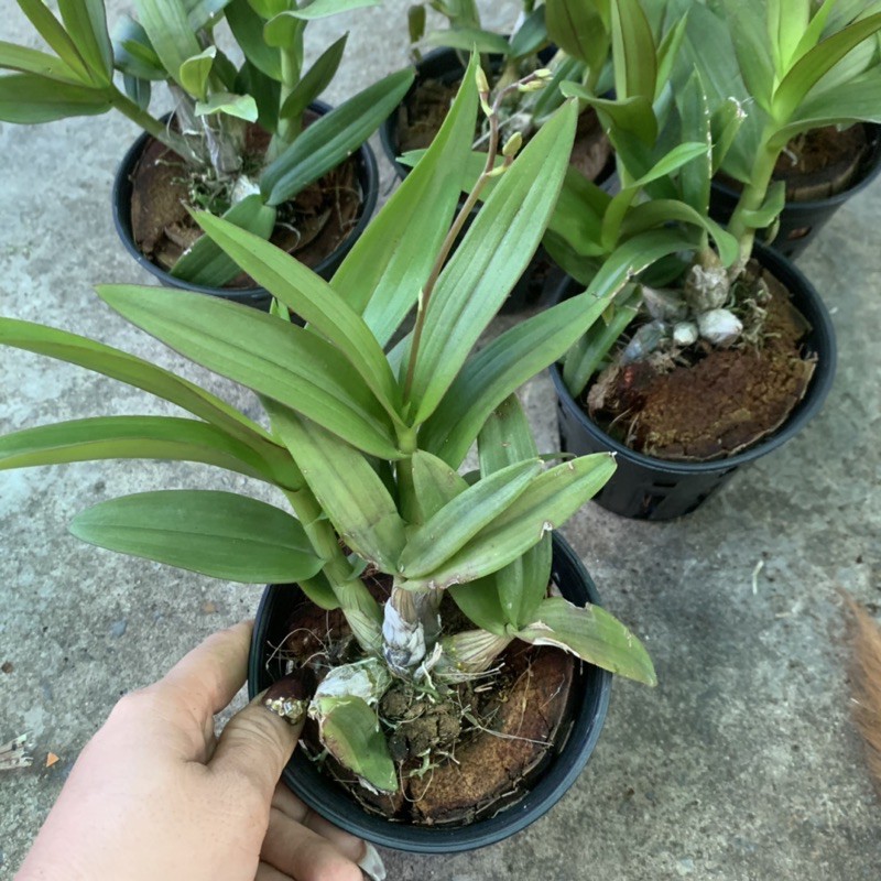 Lan Mini yaya chậu sắp cho vòi