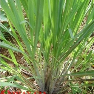 3 cây sả tươi- ship hàng thứ 2