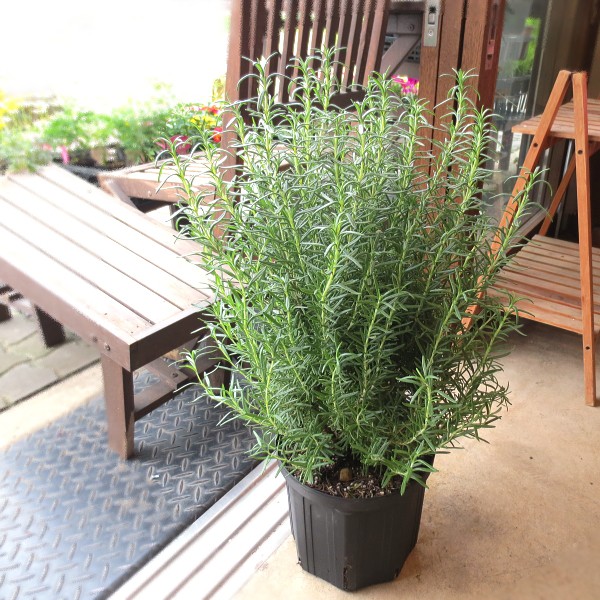 Hạt Giống Hương Thảo - 20 Hạt