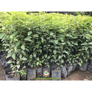 CÂY GIỐNG  CÂY LONG NÃO (CÂY ĐINH HƯƠNG)