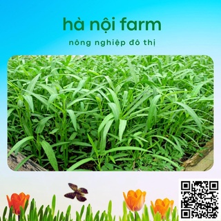phân bón kali đỏ 500g ( kali clorua)