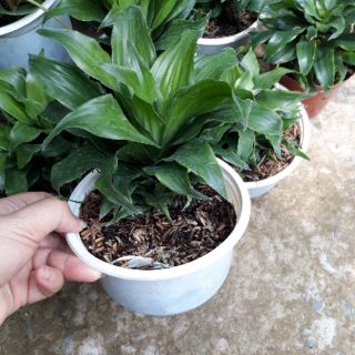 🌸Cây Phát Tài Mỹ 🌸