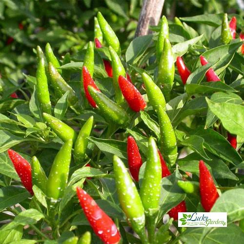 1g Hạt giống Ớt chỉ thiên (tặng gói Kích nẩy mầm và Hướng dẫn) XTRA