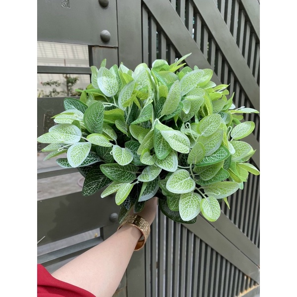 Cây bụi xanh nhỏ trang trí