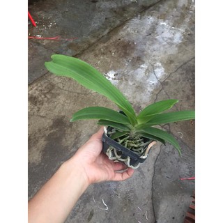 Ngọc điểm cây nhỡ