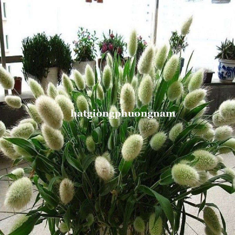 Hạt giống cỏ đuôi thỏ túi 100 hạt chất lượng F1
