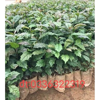 Cây xạ đen giống (combo 10)