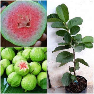 Cây ổi Ruby ruột đỏ - chuẩn giống F1, cây tốt