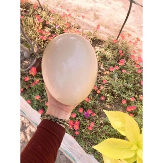 Vỏ trứng đà điểu