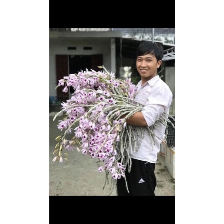 🍀HÀNG ĐẸP🍀Hoa Lan phi điệp