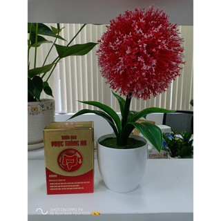 Thiên Đan Phục Tràng An