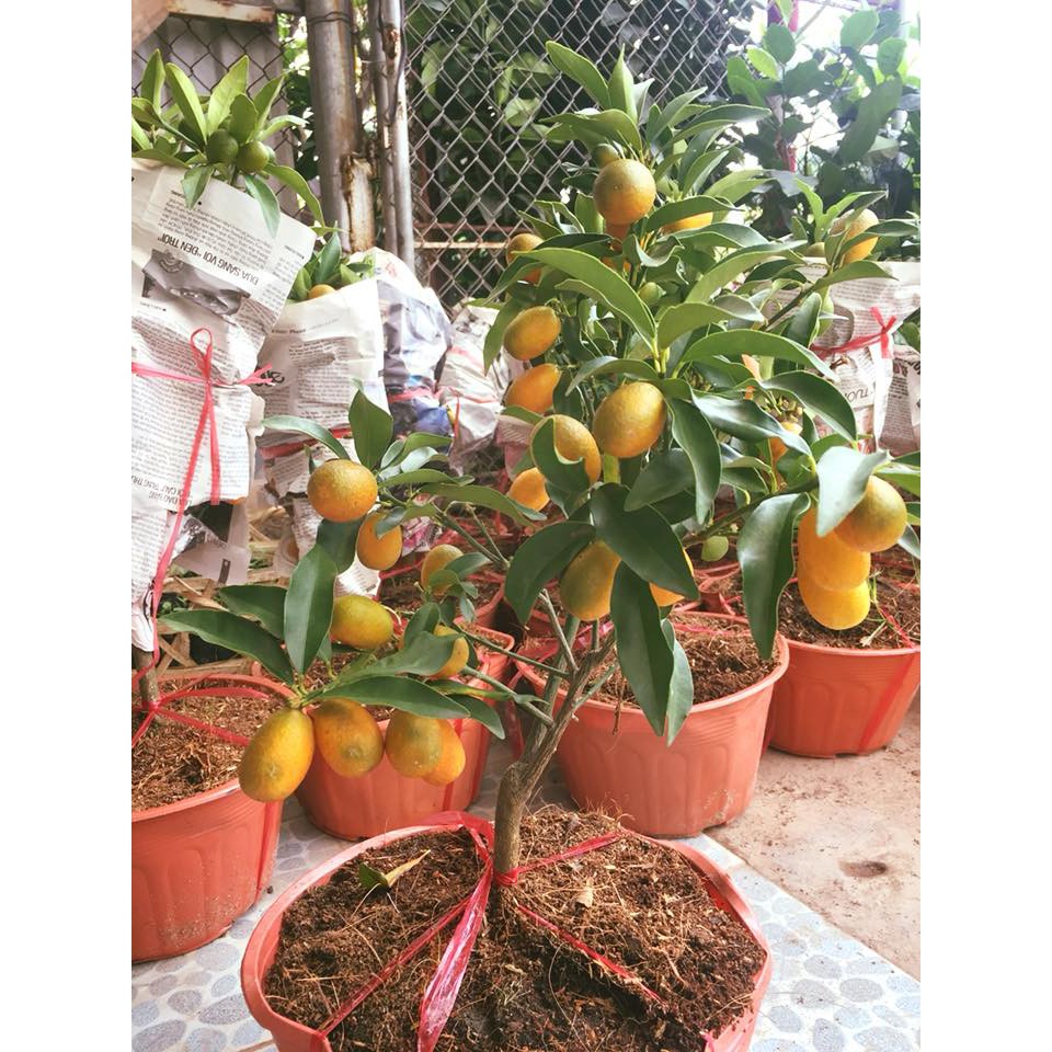 Cây quất mỹ ngọt đang trái cao 50cm