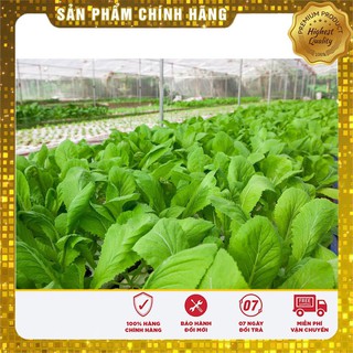 Hạt giống cải bẹ HONG KONG F1