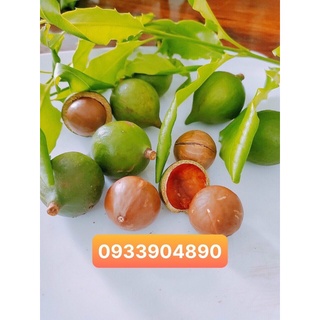 Hạt mắc ca ĐAKLAK sạch nhà trồng