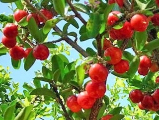 Cây sơri siêu trái