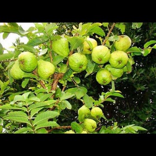 CÂY GIỐNG ỔI NỮ HOÀNG SIÊU GIÒN, ÍT HẠT