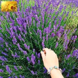 Hạt Giống Hoa Oải Hương/Lavender ( 100 hạt) - MUA 3 TẶNG 1 CÙNG LOẠI