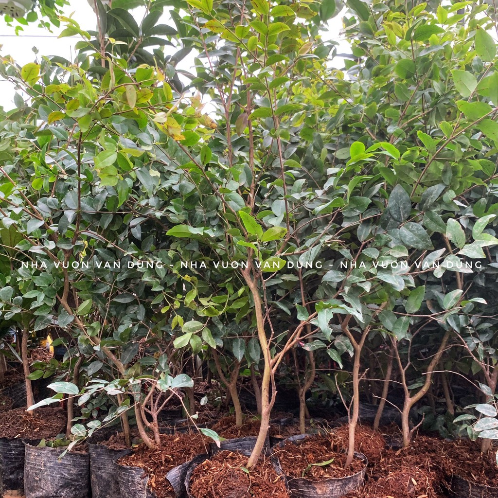 Cây giống nho thân gỗ tứ quý lá nhỏ